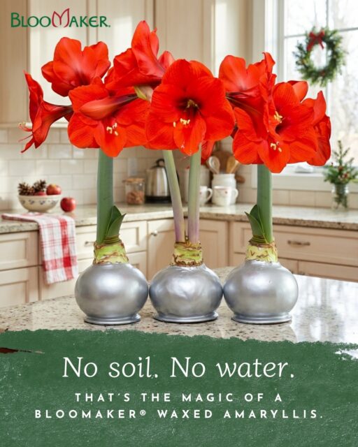 Wait… you DON'T water it? 👀🌱

That's the magic of a Waxed Amaryllis.

Everything the bulb needs to grow and bloom is already stored inside. No soil. No watering. No complicated plant-care routine.

Just place it somewhere you love and watch nature do its thing. 🌷

Save this for the next person who asks, “But how does it grow?!”

#WaxedAmaryllis #Amaryllis #Bloomaker #PlantTips #PlantLovers #NoGreenThumbRequired