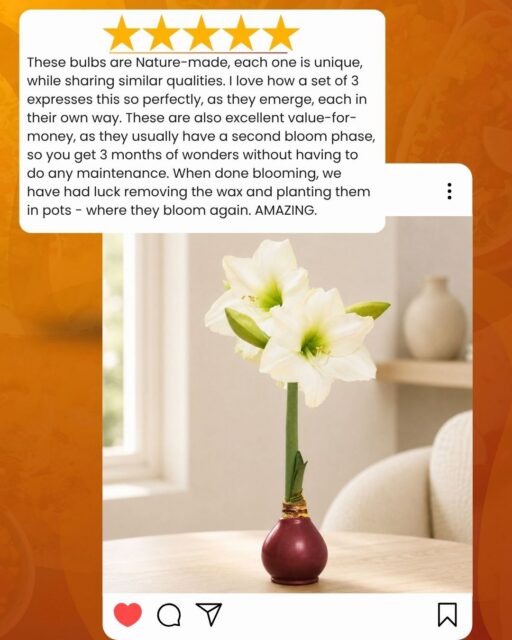 Reviews like this make our day! 🌸❤️
We love hearing how much joy our blooms bring and even more when they’re given a second life and bloom again. Thank you for sharing the Bloomaker love!