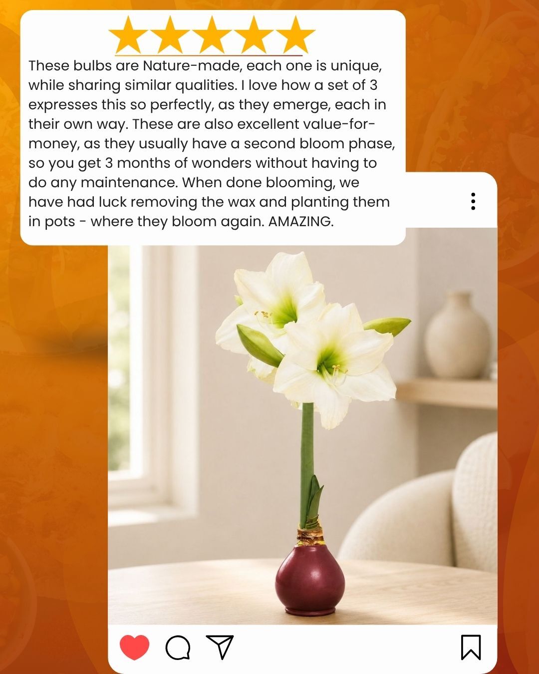 Reviews like this make our day! 🌸❤️
We love hearing how much joy our blooms bring and even more when they’re given a second life and bloom again. Thank you for sharing the Bloomaker love!