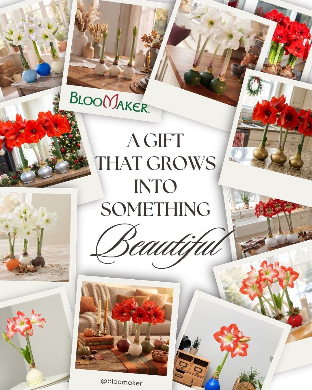 Flowers are beautiful.
But flowers you get to watch come to life? Even better. 🌱🌷
A Waxed Amaryllis isn't just a gift for today. It's something to unwrap, watch, wait for and finally see bloom.
For birthdays, thank-yous, hosts, or simply “I saw this and thought of you.” ❤️
#Bloomaker #GiftIdeas #Amaryllis #UniqueGifts #GiftInspiration