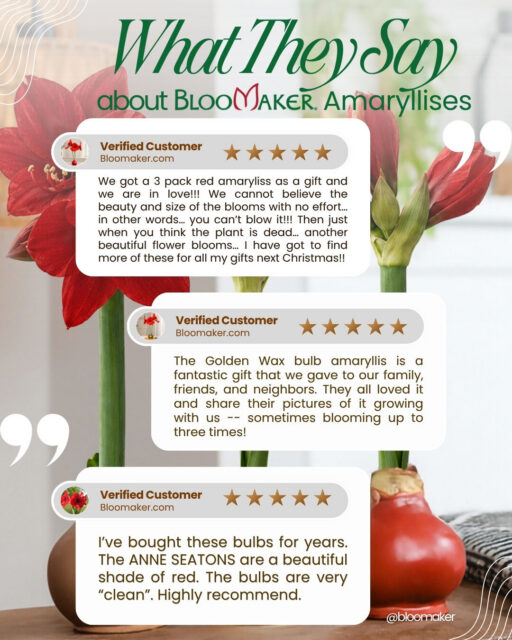 You said it, not us. 😉🌷

Nothing makes us happier than hearing from you. ❤️

From “I’ll be ordering again” to “highly recommend,” every review, photo, and comment means so much to our team.

Tell us about your experience in the comments. We’d love to hear from you! 👇

And if these blooms caught your eye, comment BLOOM and we’ll send you the product link. 🌷

#Bloomaker #BloomakerBlooms #CustomerLove #WaxedAmaryllis #Amaryllis #FlowerLovers