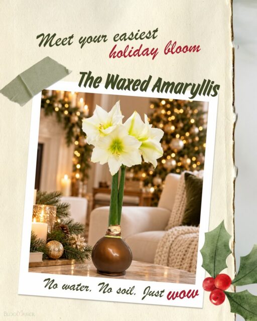 Some gifts are enjoyed for a moment. This one gives you something to look forward to. With Bloomaker Waxed Amaryllis, the joy starts before the flowers open. Watch a stem emerge, buds develop, and spectacular blooms unfold right on your kitchen counter, dining table, or desk.
No watering. No soil. No gardening experience needed. Each bulb holds the energy and moisture it needs to bloom, making it an easy gift for someone you love or a little something for yourself. 🌺
We wax our bulbs throughout the season so you receive a freshly waxed bulb, ready to begin its display. Choose a wax color that suits your style, find a bright spot, and let nature do the rest.
Never tried one? Make this the season you discover just how much joy one bulb can bring.
Find yours at Bloomaker.com 🎁
#bloomaker #waxedamaryllis #watchitgrow #holidaygiftideas #holidayblooms