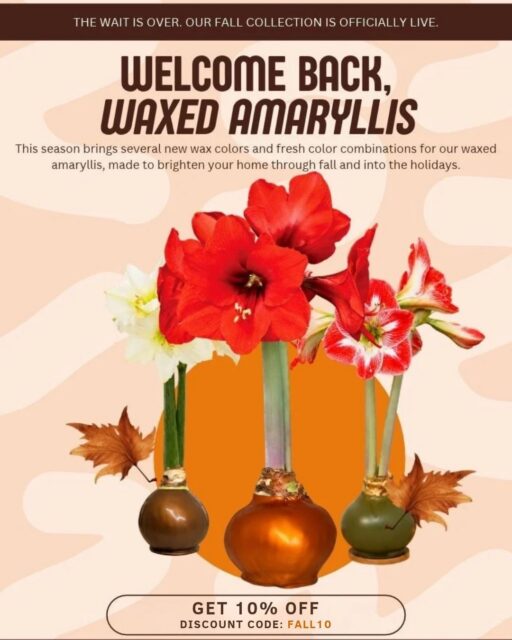 🍂 The wait is over: our Fall Collection is officially LIVE!
Your favorite waxed amaryllis are back, with stunning new wax colors and fresh flower combinations to brighten your home this fall and beyond.
🌸 Get 10% OFF your order with code FALL10.
🌸 No watering. No mess. Just beautiful blooms.
🌸 Perfect for fall decorating, holiday gifting, or treating yourself.
Comment “FALL” below, and we'll send you the link to shop the collection!
*Offer valid for one purchase through October 30.*
#Bloomaker #FallCollection #WaxedAmaryllis #FallDecor #AmaryllisMagic #HolidayGifting