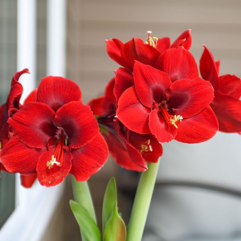 National Best Friend Day: 8 Flower Arrangements to Send Your Person 8 Anne Seaton