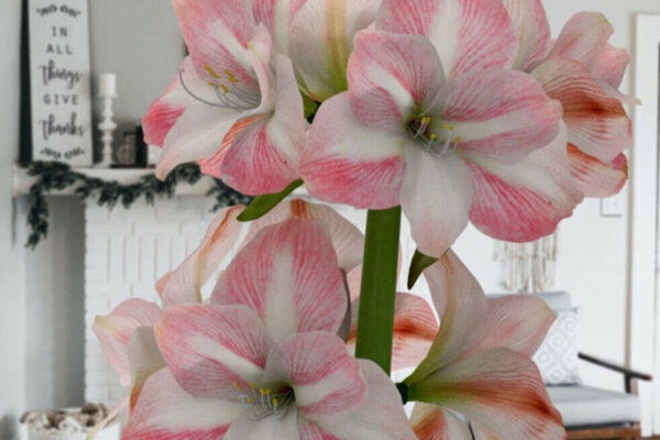 Apple blossom amaryllis