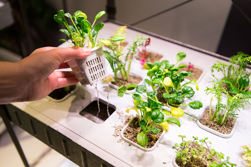 Blog A Beginner guide to hydroponics