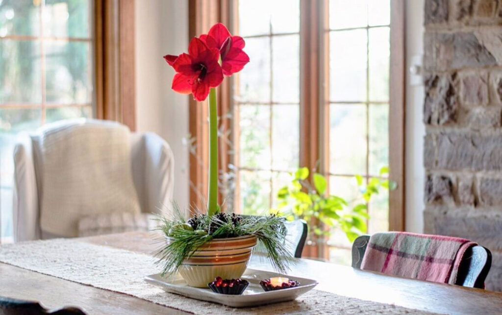 Why The Amaryllis Is A Versatile Choice 1 Picture of a Bloomaker Red Lion Amaryllis by @farmhouse1873