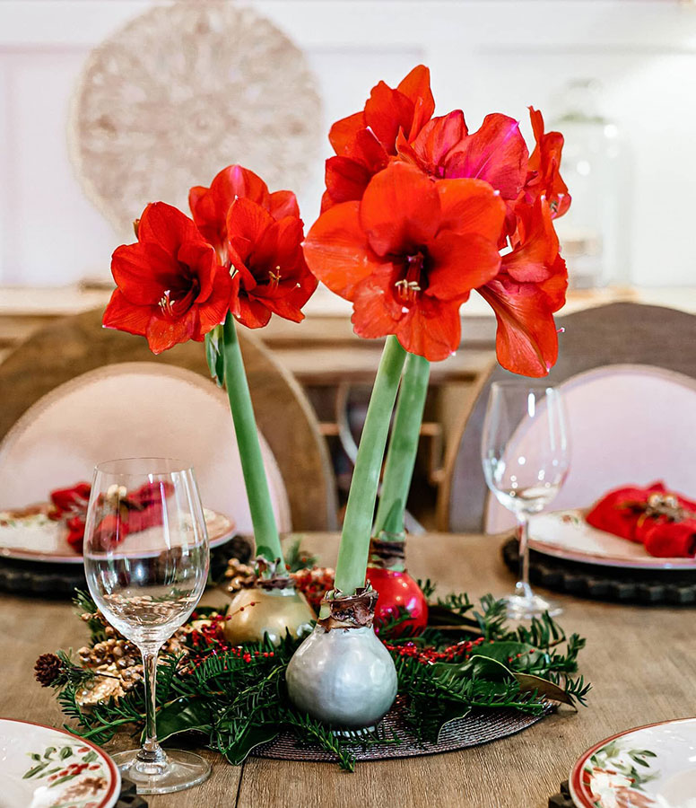 Why The Amaryllis Is A Versatile Choice 2 Bloomaker Waxed Amaryllis centerpiece xmas decoration.