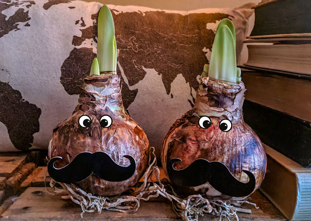 Why The Amaryllis Is A Versatile Choice 3 Bloomaker Amaryllis bulbs with comedy eyes and curly mustaches added