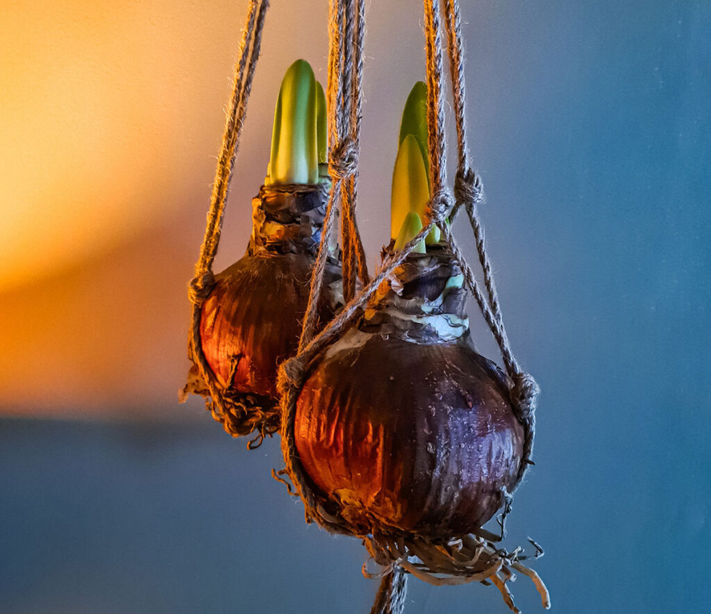 Why The Amaryllis Is A Versatile Choice 5 Bloomaker Amaryllis Red Lion in plant hanger.