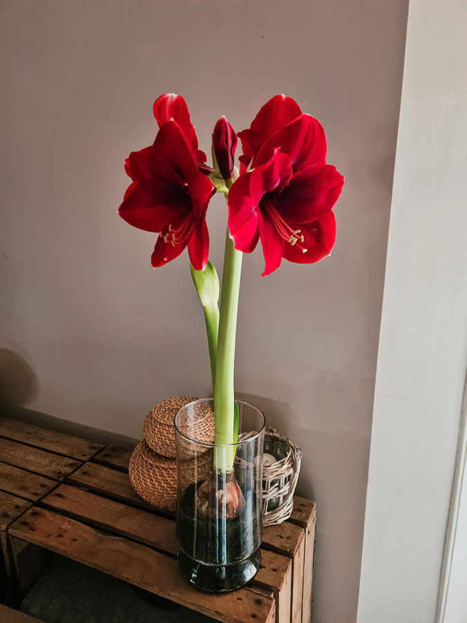 Why The Amaryllis Is A Versatile Choice 6 Red Lion Amaryllis potted in a Bloomaker vase (reused)