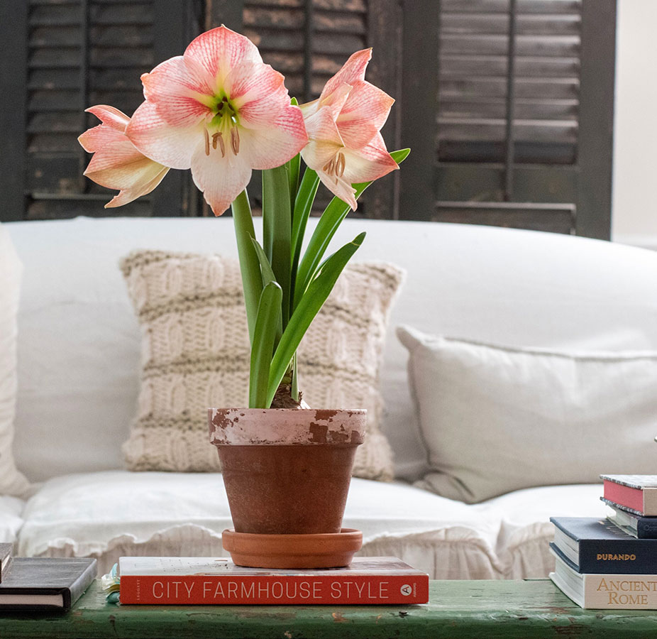 Why The Amaryllis Is A Versatile Choice 7 Picture of a Bloomaker Apple Blossom Amaryllis by @farmhouse1873