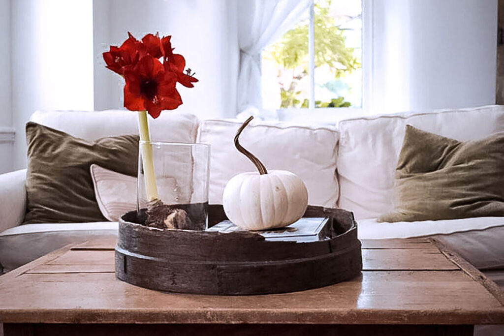 Why The Amaryllis Is A Versatile Choice 8 Picture of a Bloomaker Red Lion Amaryllis by @farmhouse1873