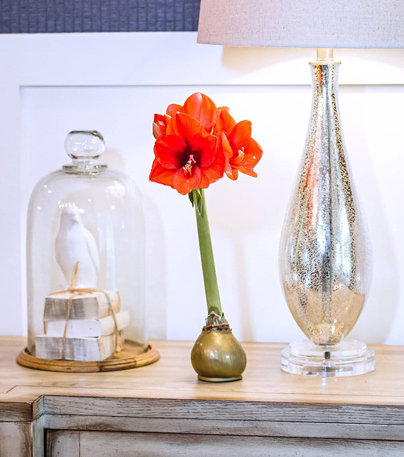Why The Amaryllis Is A Versatile Choice 9 Gold Bloomaker Waxed Amaryllis with red blooms (Red Lion)