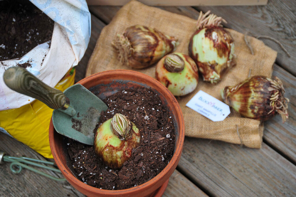 Enhance Your Patio with Bloomaker Amaryllis Bulbs: A Step-by-Step Guide 3 Planting of a Amaryllis bulb in a pot with garden trowel