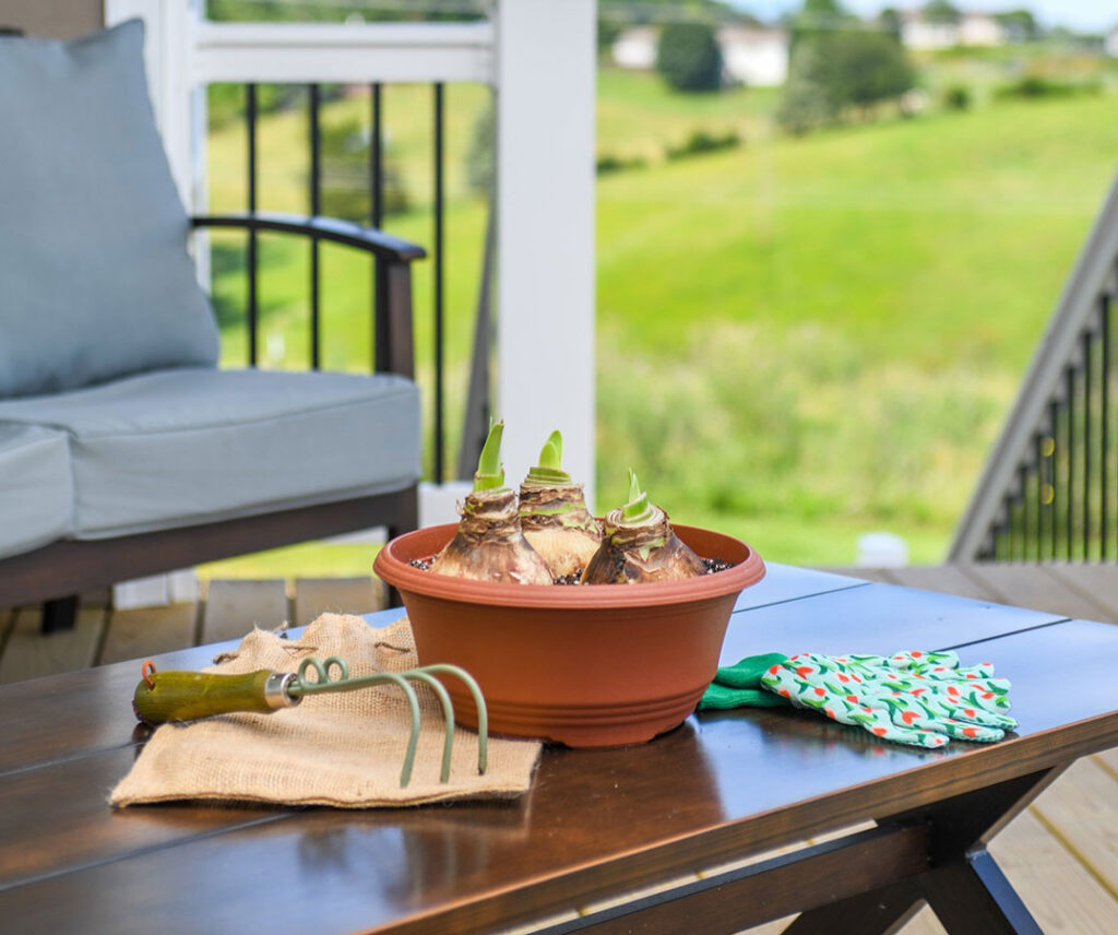 Enhance Your Patio with Bloomaker Amaryllis Bulbs: A Step-by-Step Guide 4 Amaryllis bulbs planted in pot