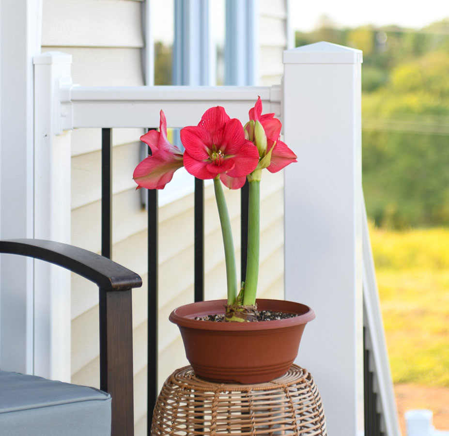 Enhance Your Patio with Bloomaker Amaryllis Bulbs: A Step-by-Step Guide 5 Red Amaryllis Blooms in pot