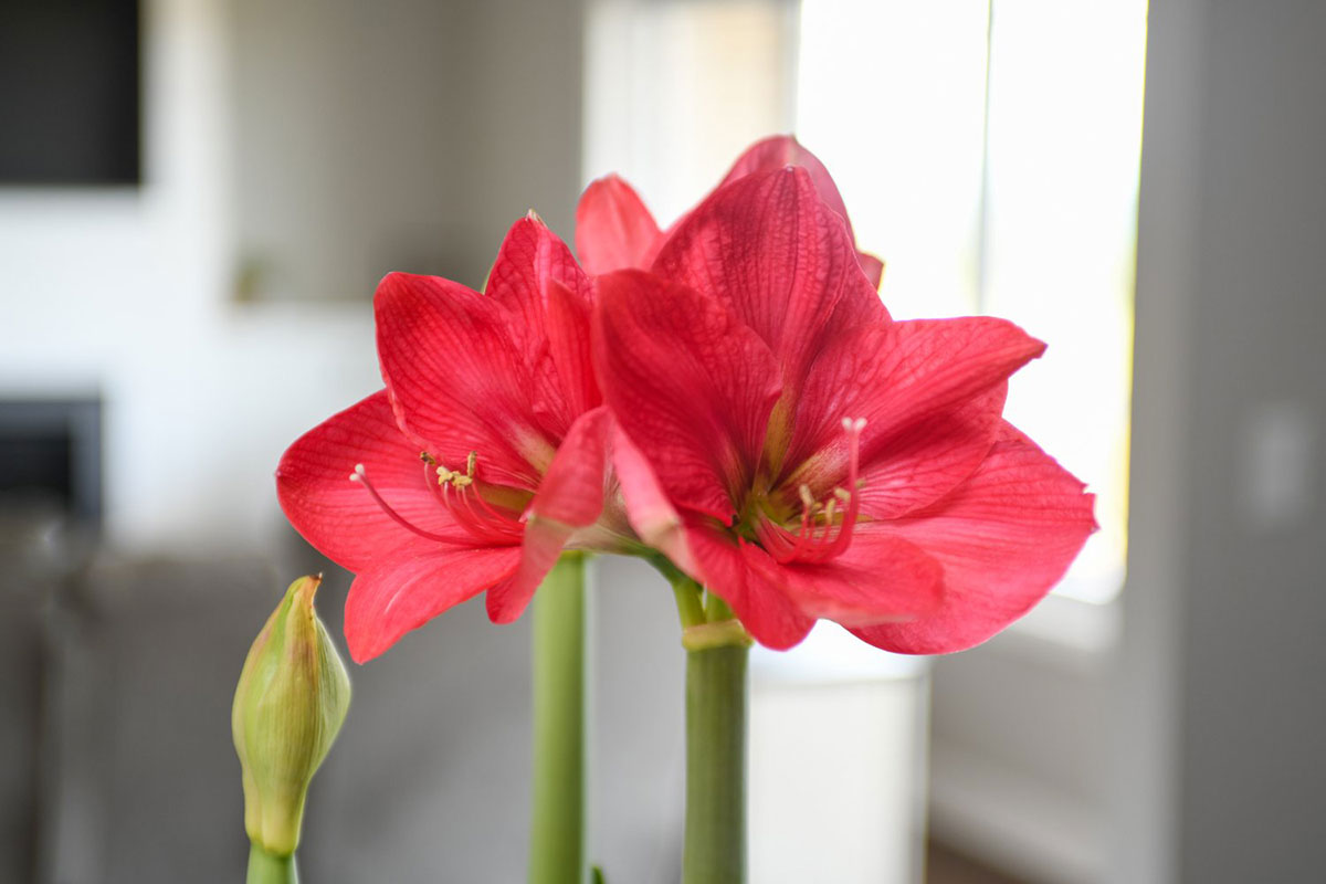 Enhance Your Patio with Bloomaker Amaryllis Bulbs: A Step-by-Step Guide 8 Red Amaryllis Blooms