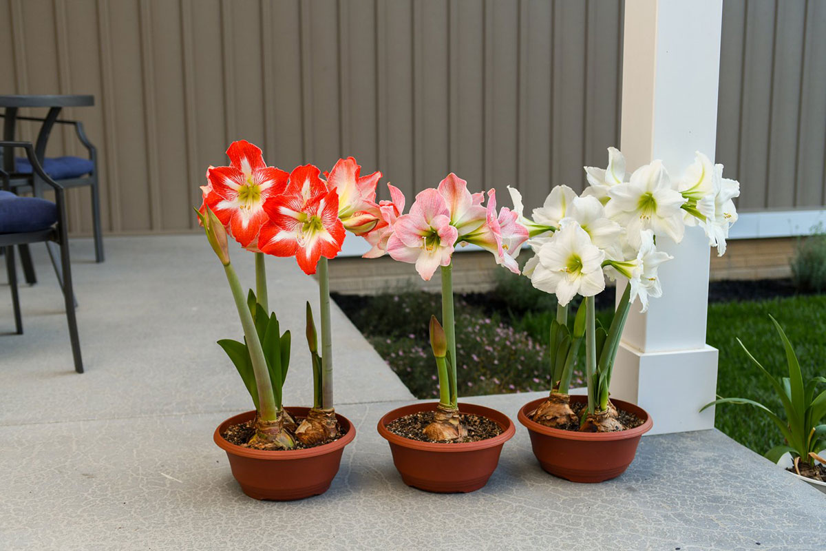 Enhance Your Patio with Bloomaker Amaryllis Bulbs: A Step-by-Step Guide 7 Arrangement of a variety of Amaryllis Blooms in pots