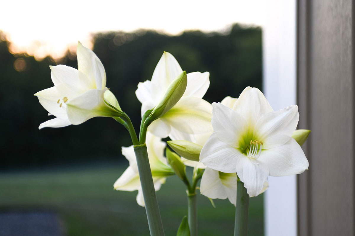 Enhance Your Patio with Bloomaker Amaryllis Bulbs: A Step-by-Step Guide 6 White Amaryllis Blooms
