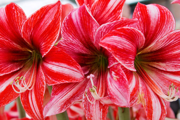 Blog Giant Amaryllis Care Instructions