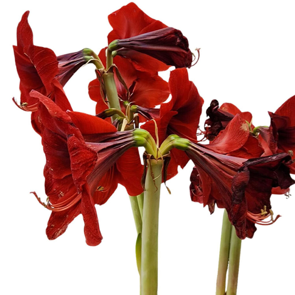 Look for flowers that have wilted or faded