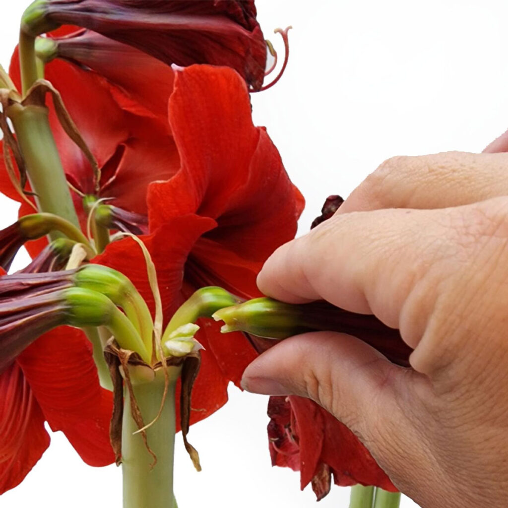 Removal of spent Hyacinth bloom