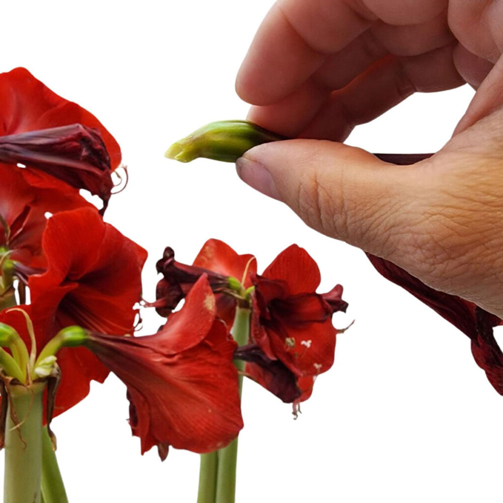 Removal of spent Hyacinth bloom