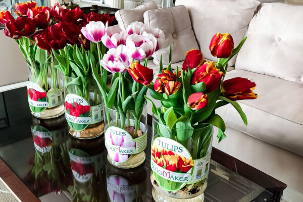 Blog Tulip Colors