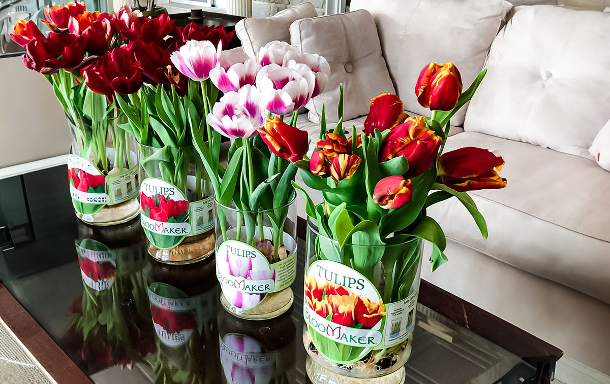 Tulip Colors And Their Meaning - Bloomaker
