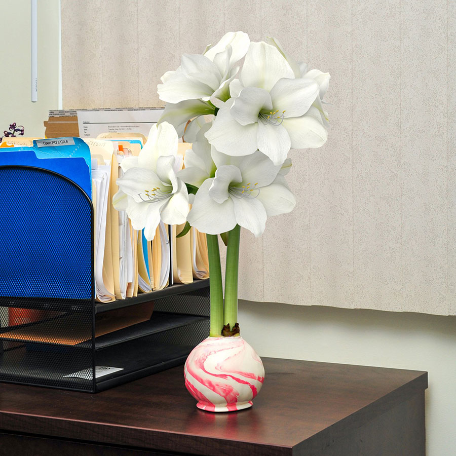 White amaryllis flowers in a pink-and-white swirl bulb vase on a dark wood desk next to an office file organizer.