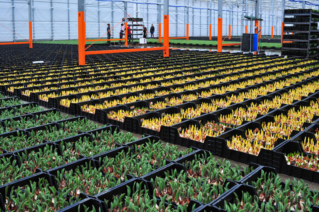 Pioneering Sustainability and Clean, Climate-Positive Floral Solutions 1 Hydroponic Tulips being prepared in the Bloomaker® greenhouse