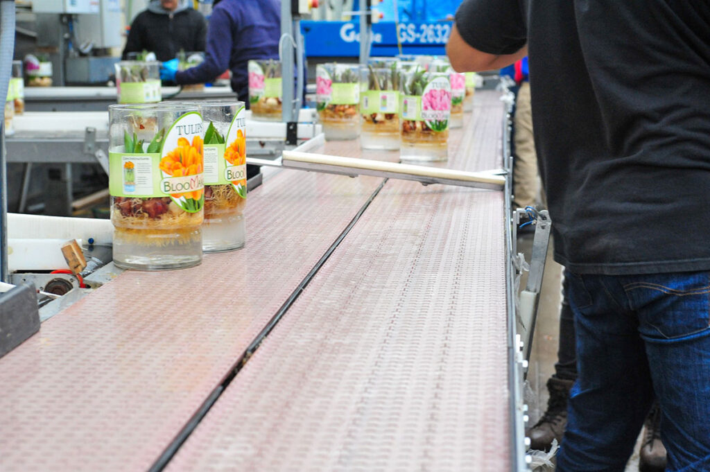 Pioneering Sustainability and Clean, Climate-Positive Floral Solutions 3 Hydroponic Tulips being prepared in the Bloomaker® warehouse