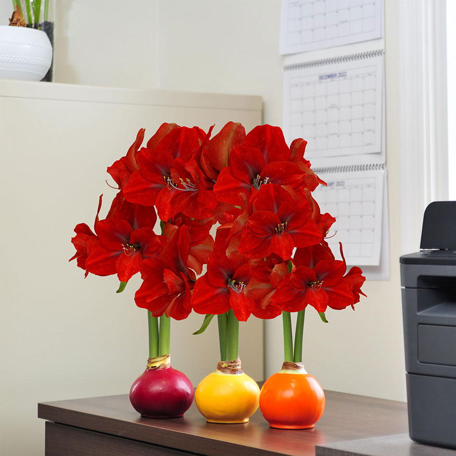 Vibrant red amaryllis flowers in red, yellow, and orange bulb vases arranged on an office desk with a calendar on the wall.
