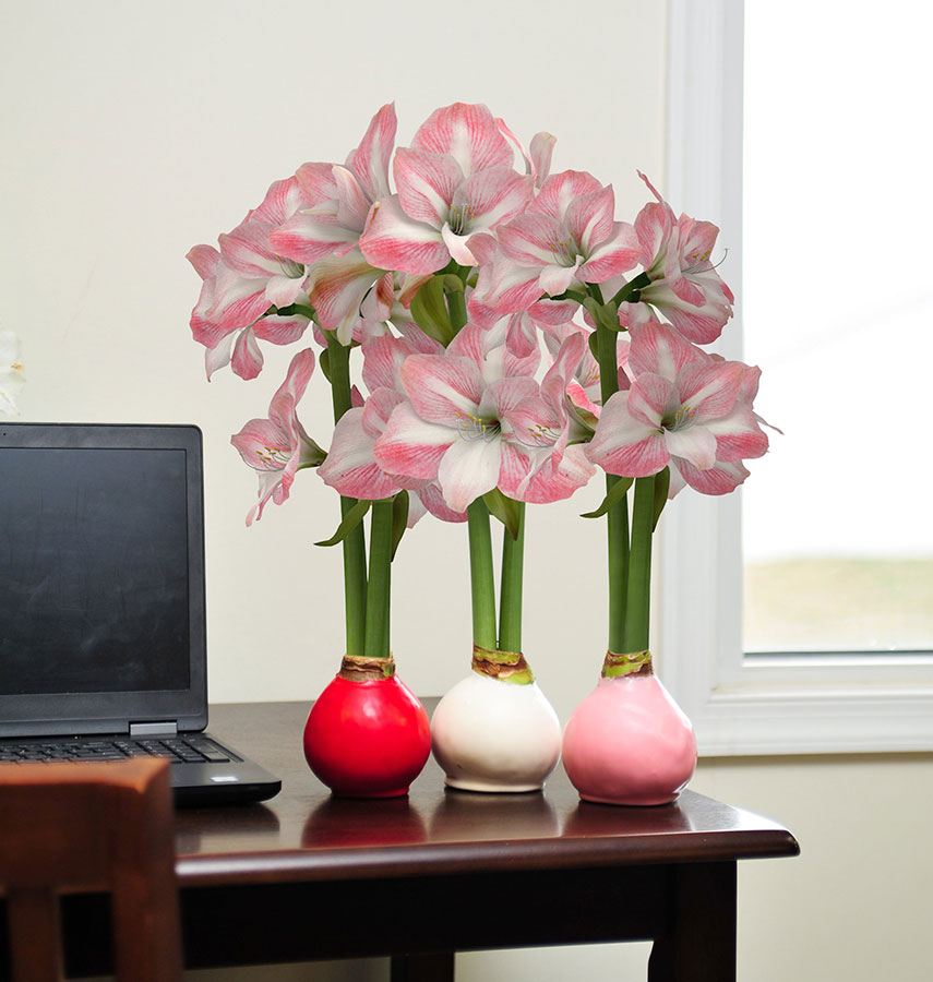 Bloomaker’s Blushing Swirl Waxed Amaryllis - Striped pink and white amaryllis flowers in red, white, and pink bulb vases placed on a desk beside a laptop and window.