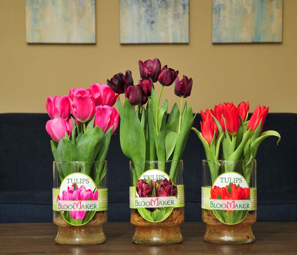 Pioneering Sustainability and Clean, Climate-Positive Floral Solutions 4 Display of 3 different types of Bloomaker tulips in Vases
