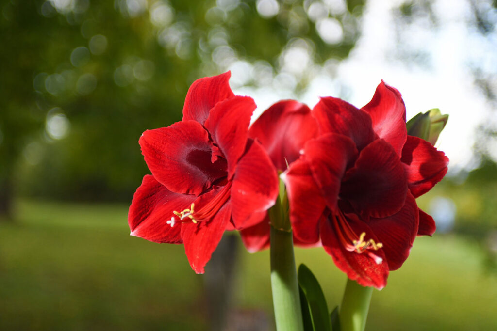 Bloomaker® Amaryllis ‘Anne Seaton’