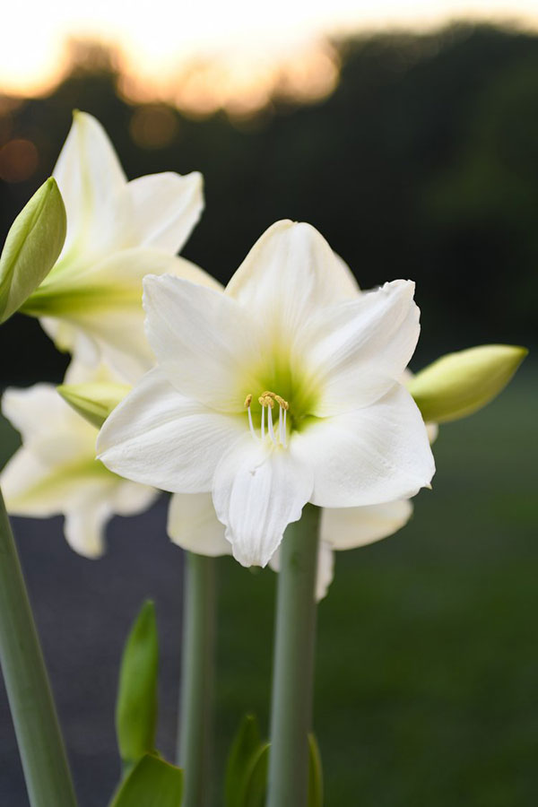 Christmas Amaryllis in bloom