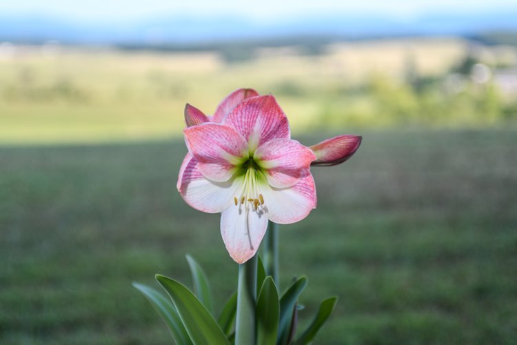 Patio Amaryllis 9 Bloomaker RawBulbsAppleBlossom 15
