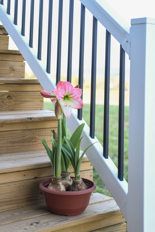 Patio Amaryllis 8 Bloomaker RawBulbsAppleBlossom 24