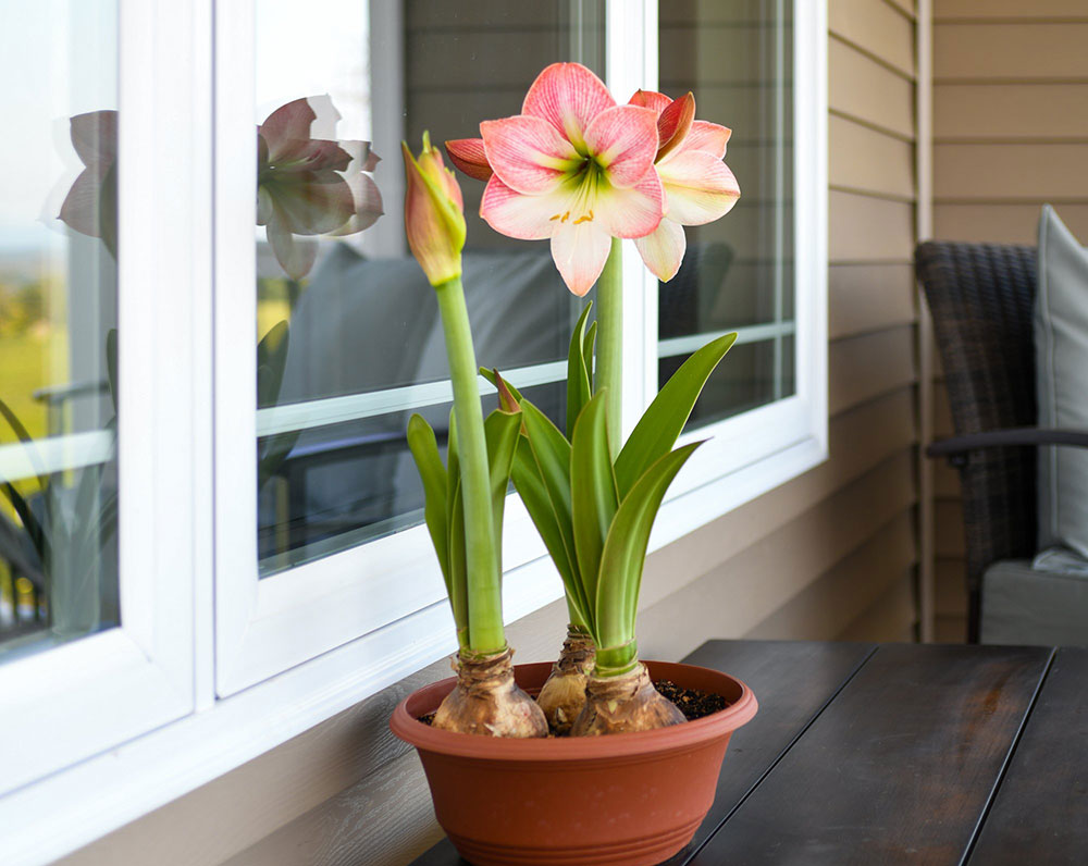 Patio Amaryllis 5 Bloomaker RawBulbsAppleBlossom 31 resized