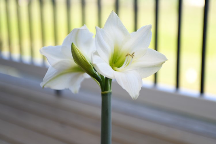 Patio Amaryllis 7 Bloomaker RawBulbsChristmas 26