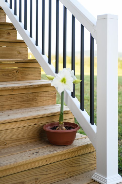 Patio Amaryllis 6 Bloomaker RawBulbsChristmas 44