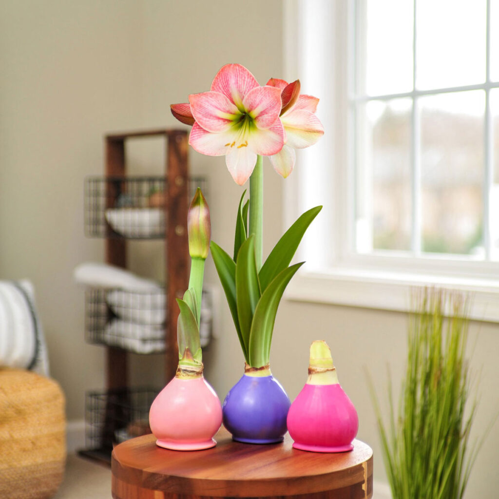 Bloomaker® Waxed Amaryllis Bulbs - Apple Blossom