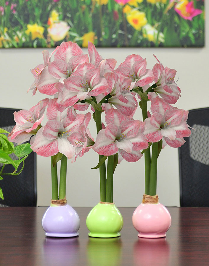 Bloomaker Waxed Amaryllis Bulbs with Apple Blossom blooms