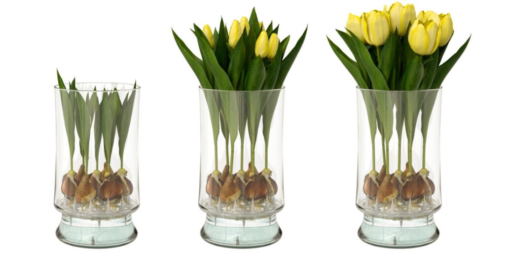 Hydroponic Long Life Tulips blooming stages