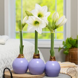 The Bloomaker™ Amaryllis Ball - Purple