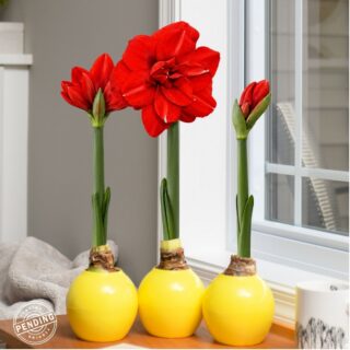 The Bloomaker™ Amaryllis Ball - Yellow