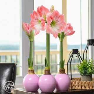 The Bloomaker™ Amaryllis Ball - Pink