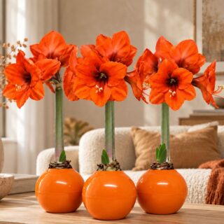 The Bloomaker™ Amaryllis Fall Ball